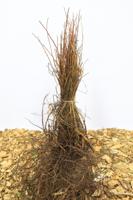 Wilde roos - thumbnail