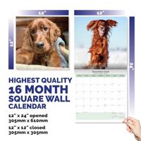 Ierse Setter Kalender 2026 - thumbnail