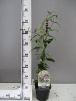 Meerkleurige Vlinderstruik - thumbnail