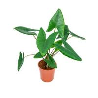 Alocasia zebrina M kamerplant - thumbnail