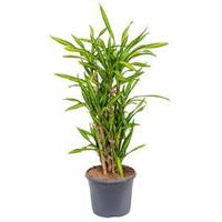 Dracaena riki multi M kamerplant - thumbnail
