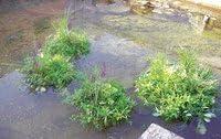 Europond Floating Plant Island, Round 81cm - Water Quality Booster & Minimal Maintenance