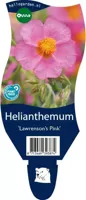Helianthemum Lawrenson s Pink vaste plant Griffioen - Griffioen - thumbnail