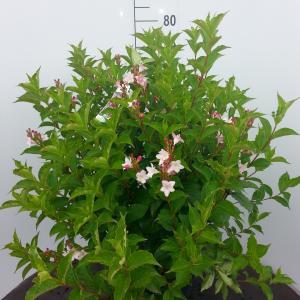 Weigela Florida struik Pink Princess - 60 - 80 cm - 5 stuks