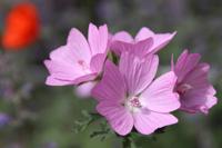 Kaasjeskruid - thumbnail