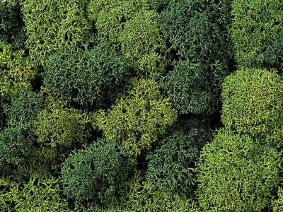 NOCH 8621 Mos Lichtgroen, Donkergroen