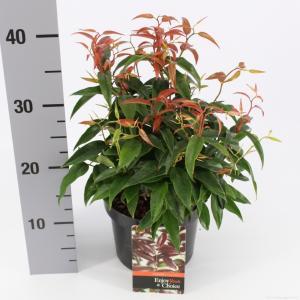 Druifheide (Leucothoe “Carinella”) heester - 25-30 cm - 9 stuks