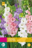 Bloembollen Gladiolus Pastel Mix 25st - thumbnail