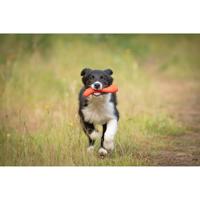 JACK AND VANILLA, Kauwbot van 100% natuurlijk rundvlees voor honden, stimuleert kauwen en tandhygiëne, maat 16 cm, natuurlijke kleur, model Playscent - thumbnail
