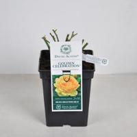 Engelse roos (rosa "Golden Celebration"®) - thumbnail