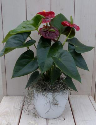 Flamingoplant Anthurium rood in witte pot 40 cm Warentuin Natuurlijk - Warentuin natuurlijk
