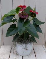 Flamingoplant Anthurium rood in witte pot 40 cm Warentuin Natuurlijk - Warentuin natuurlijk - thumbnail