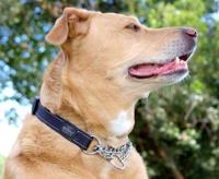 ROGZ FOR DOGS LUMBERJACK CHOKER ORANJE 25 MMX43-73 CM - thumbnail