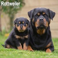 Rottweiler Calendar 2026 Square Dog Breed Wall Calendar - 16 Month - thumbnail