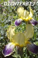 Dichterbij - Rolinka Tessensohn - Rijsdijk - Paperback (9789491026232) - thumbnail