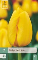 Tulp Novi sun 7 bollen - thumbnail