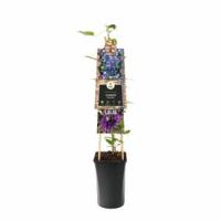 Klimplant Clematis Multi Blue - Blauwe Bosrank - thumbnail