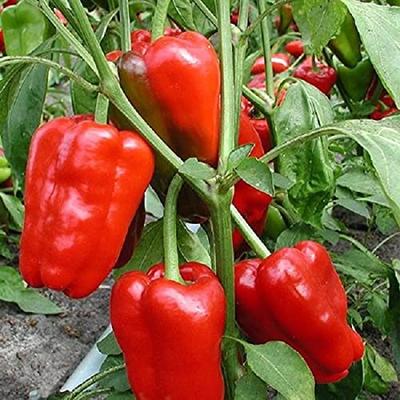 Paprika Jubilandska BIO