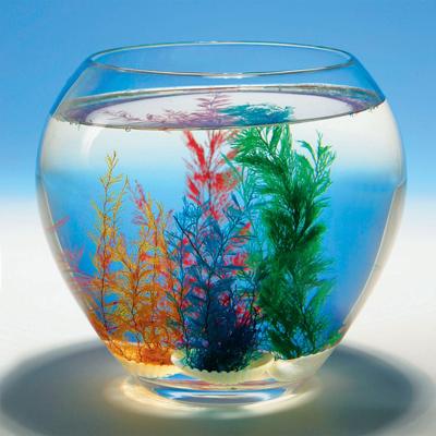 Goki Magische schelp, 1st.