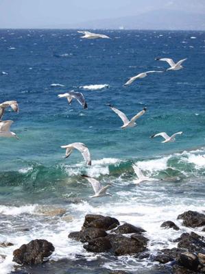 Meeuwen strand 50x70cm Tuinschilderij Customize-it - Customize it