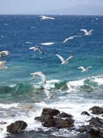 Meeuwen strand 50x70cm Tuinschilderij Customize-it - Customize it - thumbnail