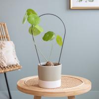 Stephania Erecta - P12 - thumbnail