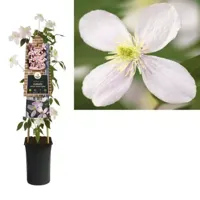 Roze bosrank (Clematis montana "Fragrant Spring") klimplant - thumbnail