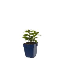 Phlox (P) Sw. Summer Ocean vaste plant Griffioen - Griffioen - thumbnail