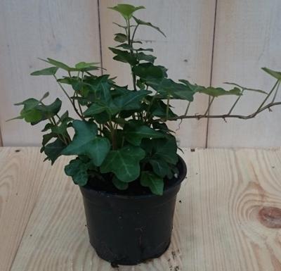 3 stuks! Kamerplant Klimop klein groen Hedera Warentuin Natuurlijk - Warentuin natuurlijk