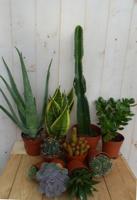 Kamerplantenpakket plantenbox circa 6 tot 10 planten Zon Warentuin Natuurlijk - Warentuin natuurlijk - thumbnail