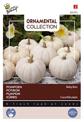 Zaden Ornamental Pompoen Baby Boo Buzzy - Buzzy Zaden Ornamental Pompoen Baby Boo Buzzy - Buzzy