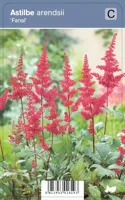 V.I.P.S. Astilbe arendsii ''Fanal'' - spirea P9 - thumbnail