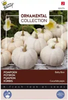 Zaden Ornamental Pompoen Baby Boo Buzzy - Buzzy - thumbnail