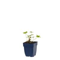 Geranium magnificum vaste plant Griffioen - Griffioen - thumbnail