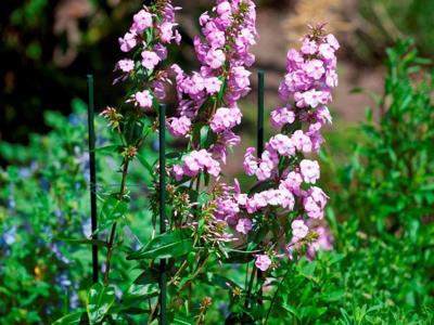 Kunststof plantenstok H90cm dia. 8mm Nature - Nature Kunststof plantenstok H90cm dia. 8mm Nature - Nature