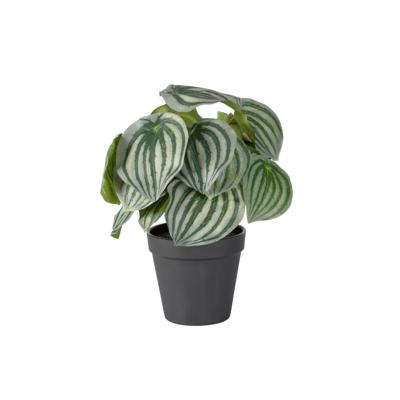 Peperomia Peperomia