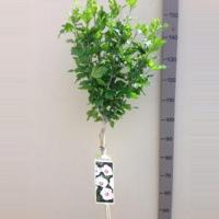 Hibiscus syriacus Red Heart op stam - Stam 50 cm - 2 stuks - thumbnail