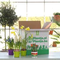 Voorjaarsbloeierbox - 4 stuks - thumbnail