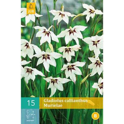 Gladiolus callianthus 15st bloembol zomer Gladiool JUB - Jub