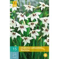 Bloembollen Gladiolus Callianthus Murielae 15st - thumbnail