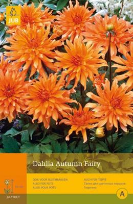 Dahlia autumn fairy 1st bloembol zomer Dahlia JUB - Jub