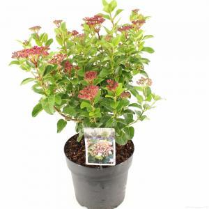 Sneeuwbal (Viburnum tinus “Lisa Rose”®) heester - 40-50 cm (C7) - 6 stuks