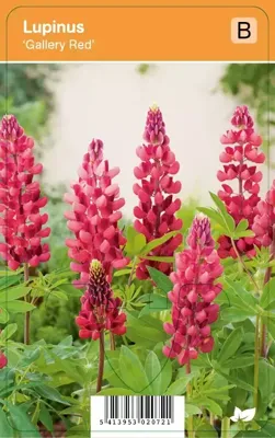 V.I.P.S. Lupinus ''Gallery Red'' - lupine p9