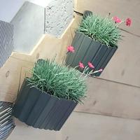 Prosperplast Muur plantenpothoutlook - 20 x 15 cm - parel wit - thumbnail