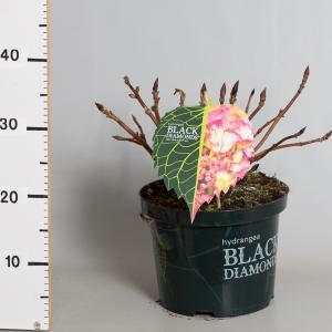 Hydrangea Macrophylla "Black Diamond® Dark Angel"® schermhortensia - 30-40 cm - 1 stuks