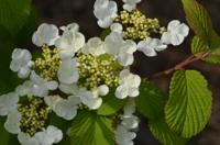 Sneeuwbal - thumbnail