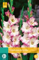 Gladiolus Priscilla Bloembol JUB 10 bollen - Jub - thumbnail