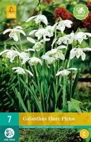 Galanthus flore pleno 7 bollen - thumbnail