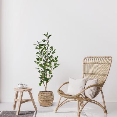 Ficus Exotica Kunstplant NT 100cm