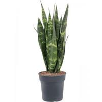 Sansevieria coral black S kamerplant - thumbnail